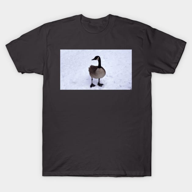 Canada Goose Standing On The Snow T-Shirt by BackyardBirder
